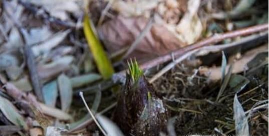 农村的哪些野菜可以多吃