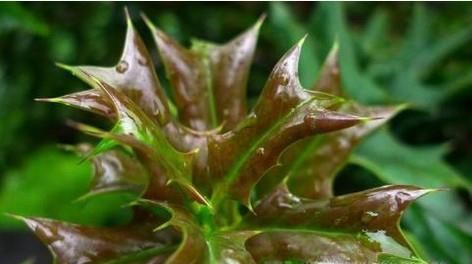 农村的哪些野菜可以多吃