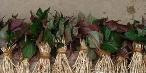 农村的哪些野菜可以多吃