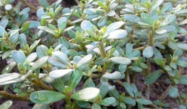 农村的哪些野菜可以多吃