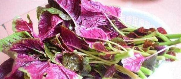 农村的哪些野菜可以多吃