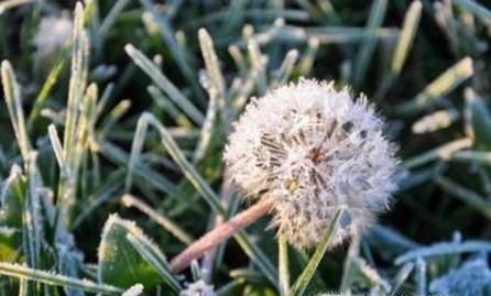 农村的哪些野菜可以多吃