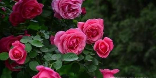 春天常见的花的名称和图片