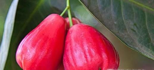 莲雾的功效与作用及食用方法