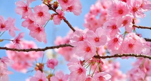 春天常见的花的名称和图片