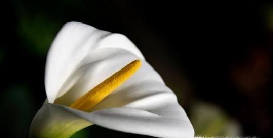 春天常见的花的名称和图片