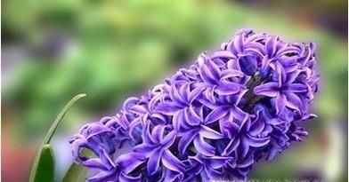 春天常见的花的名称和图片