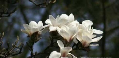 春天常见的花的名称和图片