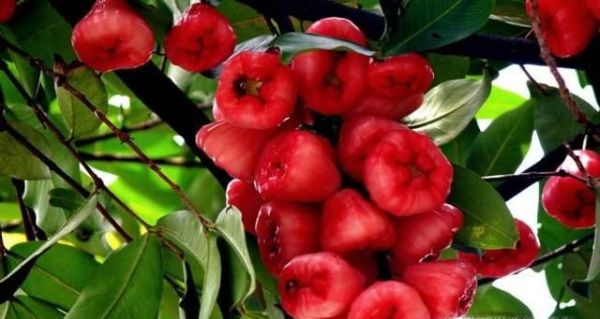 莲雾的功效与作用及食用方法