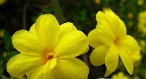 春天常见的花的名称和图片