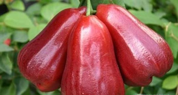 莲雾的功效与作用及食用方法