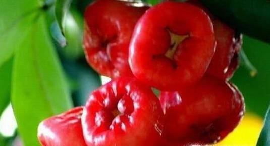 莲雾的功效与作用及食用方法