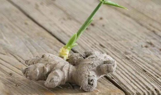 生姜出芽还可以吃么