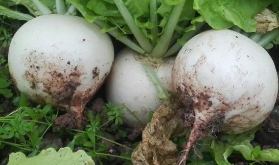 萝卜心里面发蓝发黑能吃吗