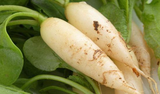 萝卜心里面发蓝发黑能吃吗