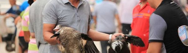 中元节为什么要吃鸭子？