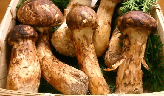 新鲜的松茸炒前要焯水吗