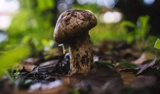 新鲜的松茸炒前要焯水吗