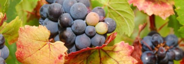 葡萄洗了可以放到第二天吗