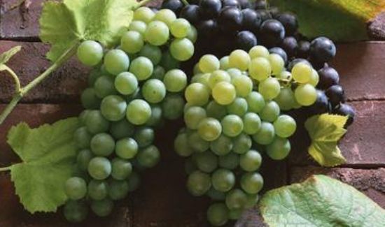 葡萄洗了可以放到第二天吗