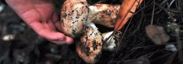 新鲜的松茸炒前要焯水吗