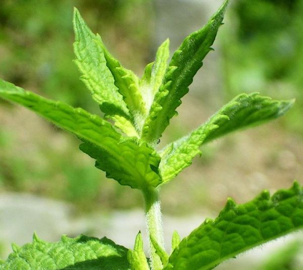 九层塔是什么菜？