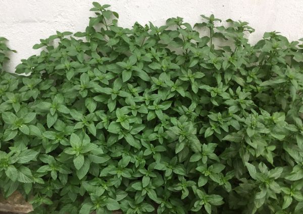 九层塔是什么菜？