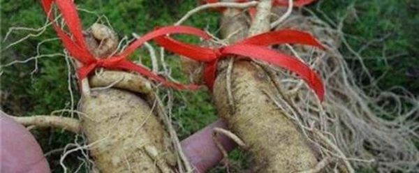 人参为什么要系红绳?