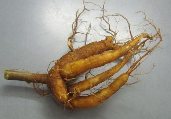 人参为什么要系红绳?