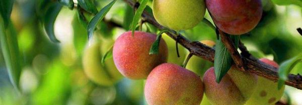 鸡蛋和李子一起吃行吗