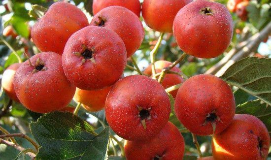 山楂和什么一起泡水喝