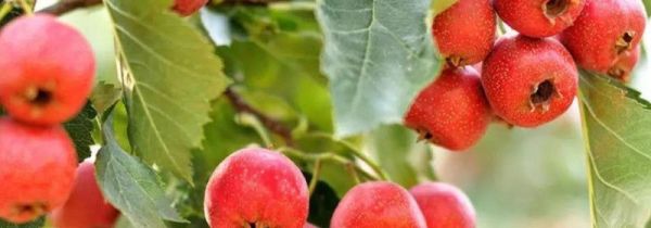 山楂和什么一起泡水喝