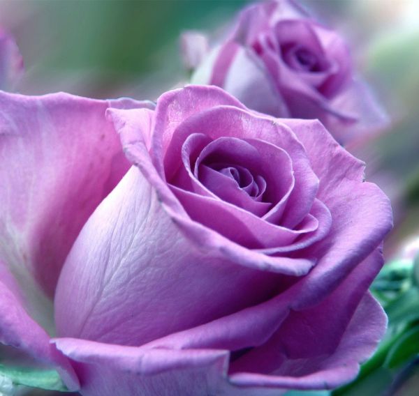 紫色玫瑰代表什么意思？