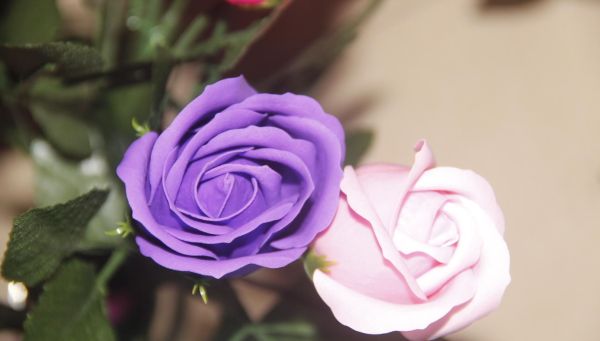 紫色玫瑰代表什么意思？