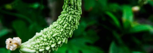 苦瓜不焯水凉拌能吃吗