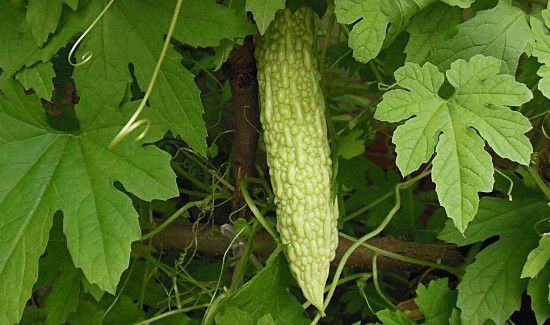 苦瓜不焯水凉拌能吃吗