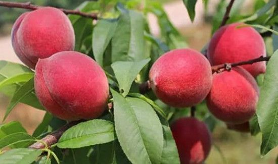 晚上能吃桃子吗?