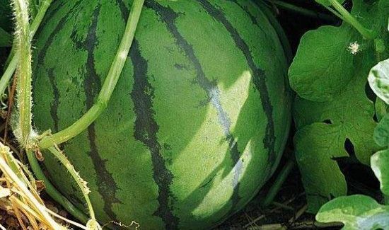 如何榨西瓜汁要加水吗