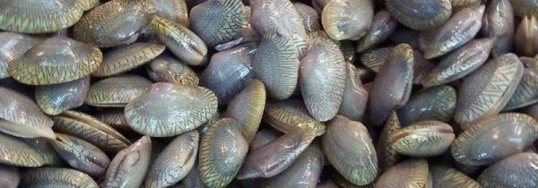 花甲怎么保存过夜