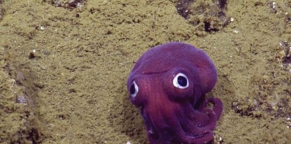 哪两种动物被称为海洋变色龙？