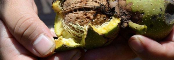 绿皮核桃把手染色了如何快速去除