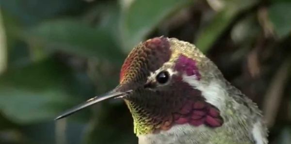 变脸鸟是真的吗？