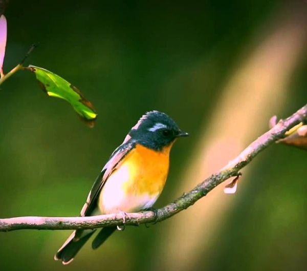 变脸鸟是真的吗？