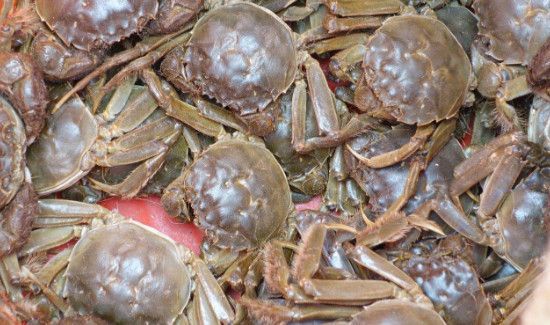 牛肝菌不能和什么一起吃