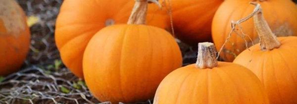 南瓜和秋葵可以一起吃吗