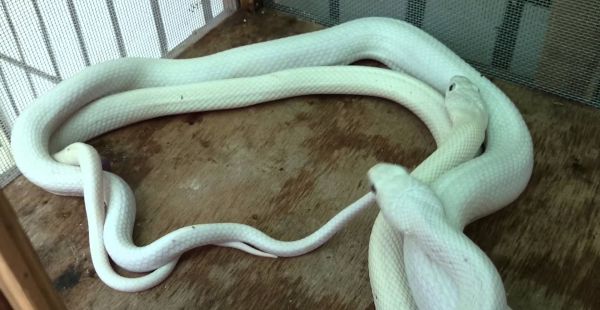 蛇进家里是什么预兆?