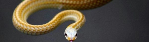 蛇进家里是什么预兆?