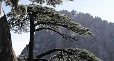 黄山四绝分别是什么？