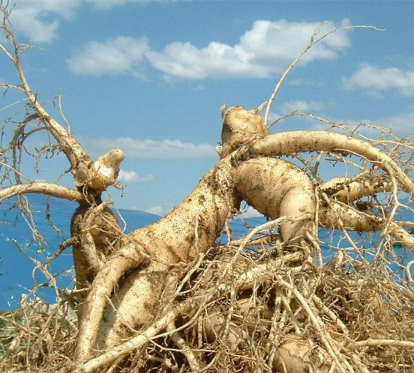 人参会跑是真的吗？