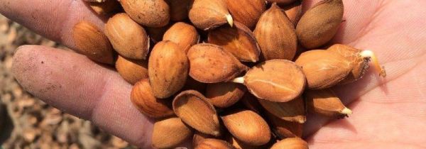 桃仁怎么处理后才能吃